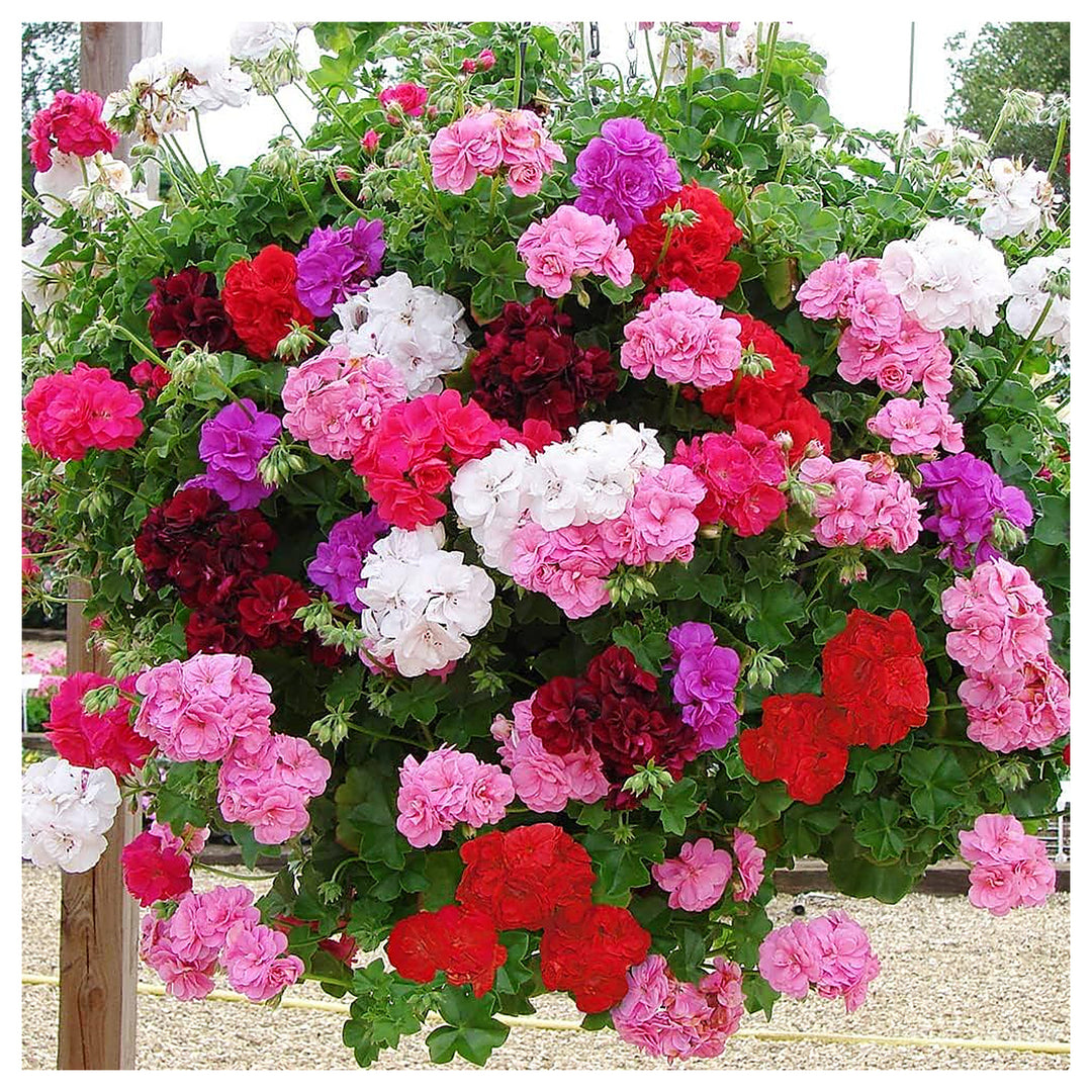 Heirloom Mixed Ivy Geranium Flower Seeds – Non-GMO, High Germination Organic Garden Seeds for Planting in Hanging B | Neera Seeds product photo [neera-v4-77f06c5708e0ed875168]