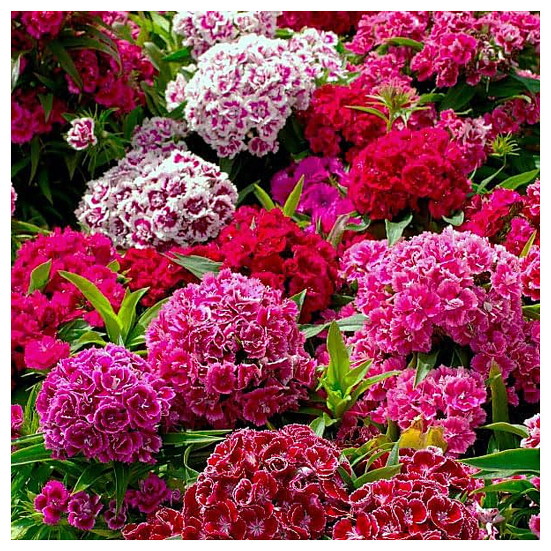 Dianthus Dianthus Barbatus Sweet William Mix Flower For Planting Cottage Garden Favorite For | Neera Seeds product photo [neera-v4-7815572e8a808b7756ac]