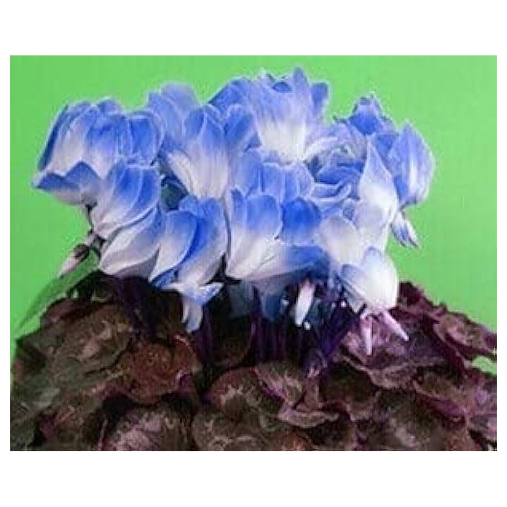 Blue White Cyclamen Flower Seeds for Planting – 100 pcs, Heirloom, Non-GMO, High Germination Organic Garden Seeds | Neera Seeds product photo [neera-v4-782a1377786ccc4ac190]