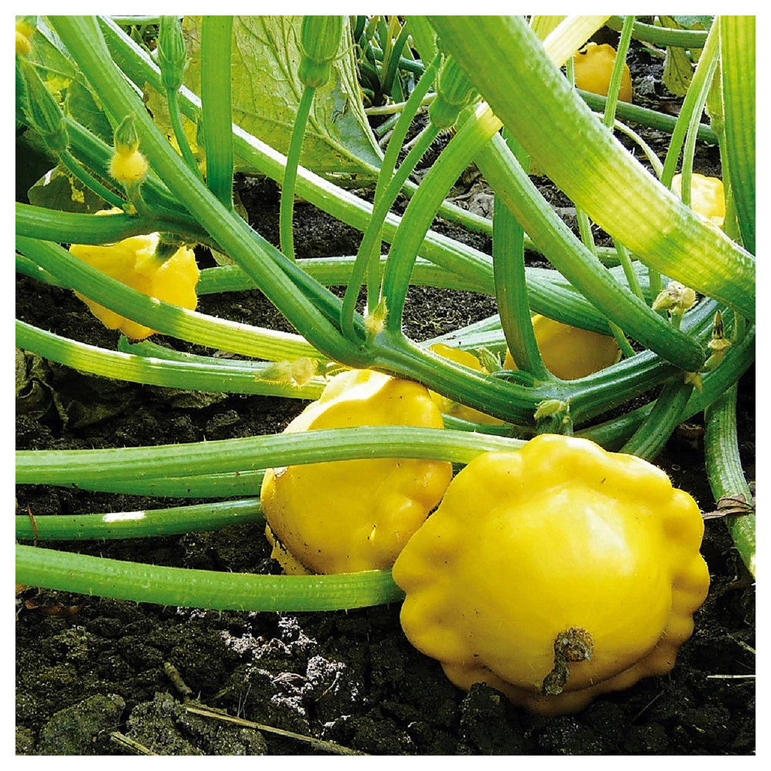 Sunseanse F1 Pumpkin Seeds for Planting – Organic, Non-GMO, Heirloom, High Germination Vegetable Garden Seeds | Neera Seeds product photo [neera-v4-7831869ed1031721cf28]
