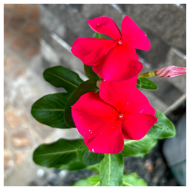 Red Vinca Periwinkle Flower Seeds – Heirloom Non-GMO Seeds for Planting High Germination Organic Garden Blooms | Neera Seeds product photo [neera-v4-7834bee0955098030f32]