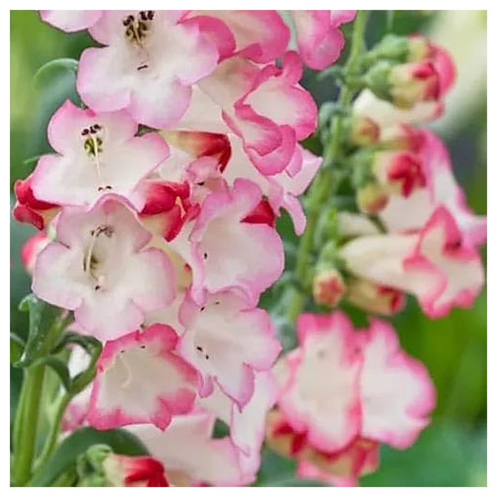 Pink Penstemon Flower Seeds for Planting – Beautiful Perennial Blooms for Garden Landscaping | Neera Seeds product photo [neera-v4-783d716d61fba08c82e5]
