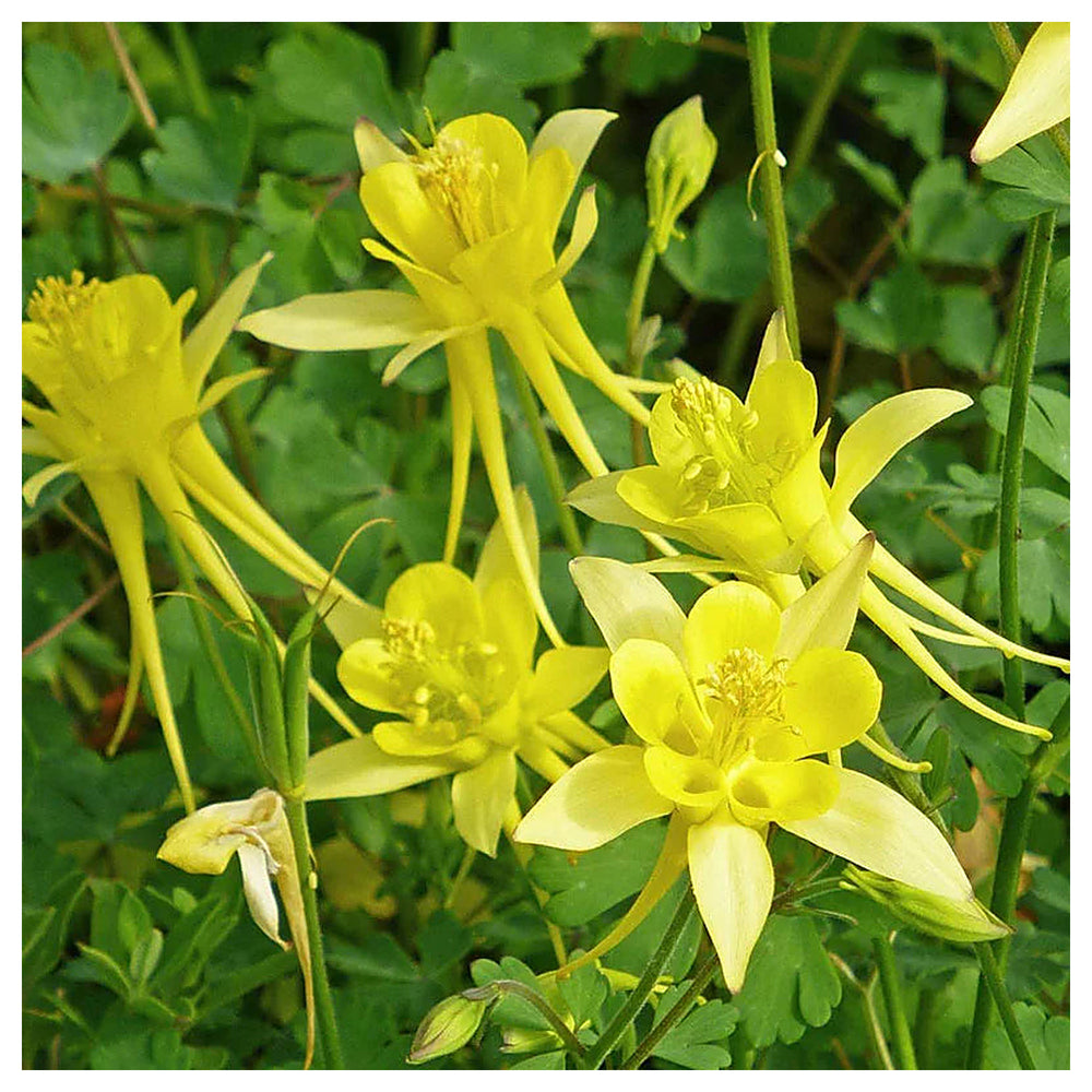 Heirloom Non-GMO Golden Columbine Flower Seeds for Planting – Bright Perennial Blooms for Shade Gardens | Neera Seeds product photo [neera-v4-784a2fe6ae7e6071389d]