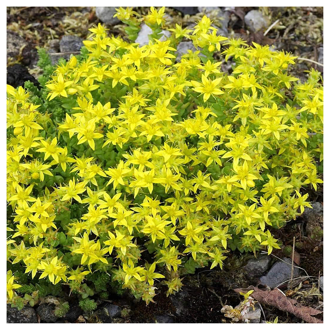 Heirloom Non-GMO Yellow Moss Stonecrop Flower Seeds – Drought-Tolerant Ground Cover for Garden Planting | Neera Seeds product photo [neera-v4-784a9199166408105acf]