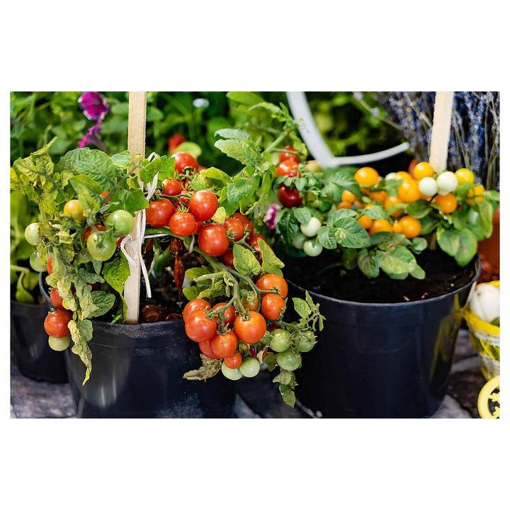 Heirloom Non-GMO Mixed Giant Tomato Seeds – High Germination Garden Seeds for Home Planting | Neera Seeds product photo [neera-v4-78568a75baa5c75ac3df]