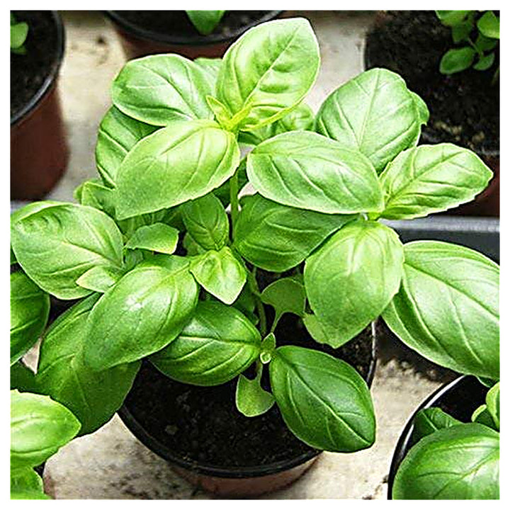 Genovese Basil Herb Seeds for Planting – Organic, Heirloom, Non-GMO, High Germination Organic Garden Seeds for Culi | Neera Seeds product photo [neera-v4-785e26d49122909f4b8d]