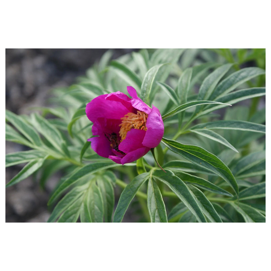 Heirloom Non-GMO Pink Paeonia Tenuifolia Flower Seeds for Planting – Lush Blooms | Neera Seeds product photo [neera-v4-786626ea086c8c4b34c6]