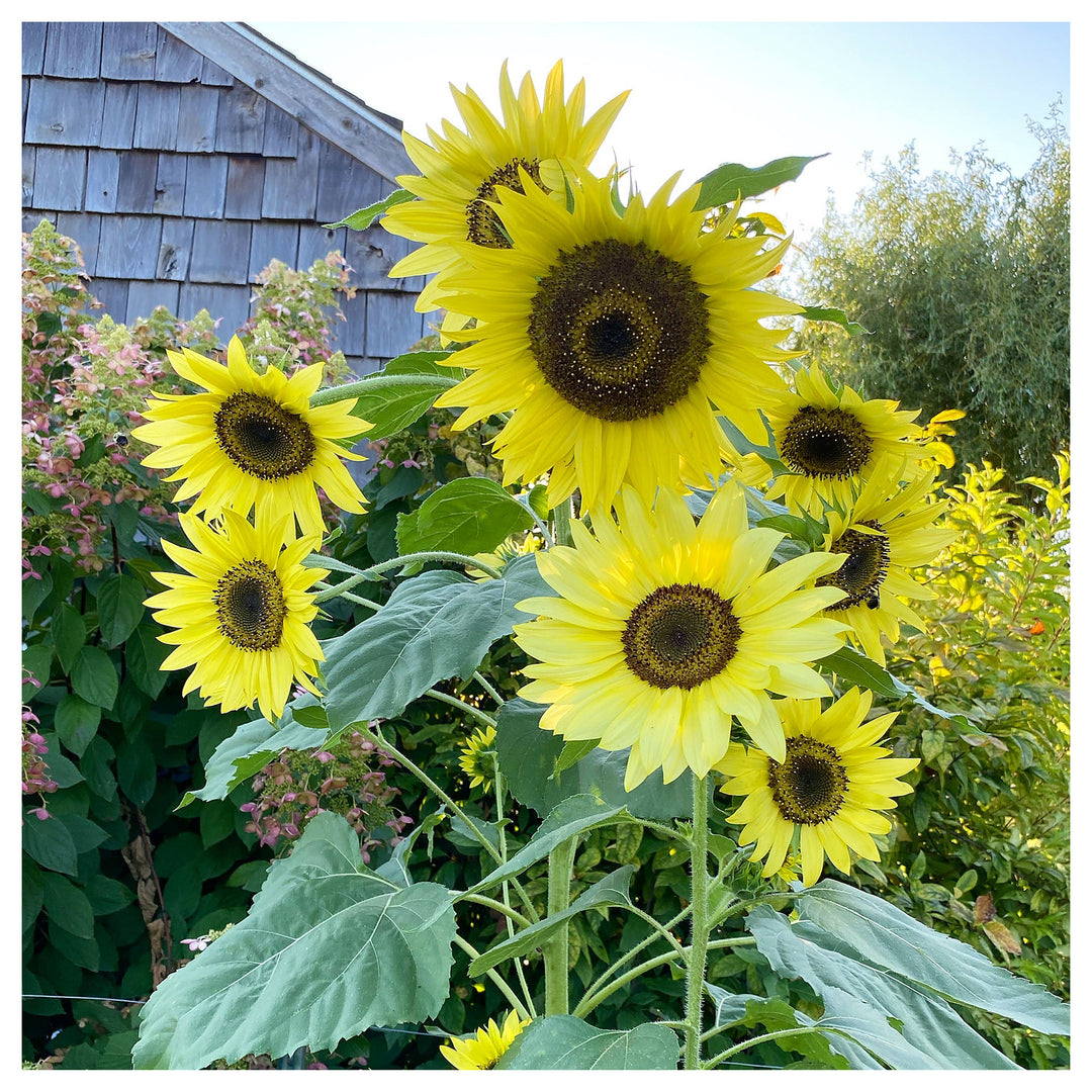 Yellow Lemon Sunflower Seeds for Planting - Grow Beautiful Flowers at your Home Garden | Neera Seeds product photo [neera-v4-7866490eb5668f6d8ac9]