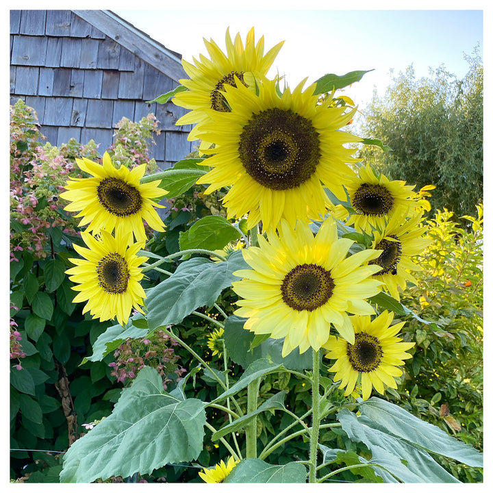 Yellow Lemon Sunflower Seeds for Planting - Grow Beautiful Flowers at your Home Garden | Neera Seeds product photo [neera-v4-7866490eb5668f6d8ac9]