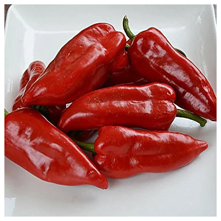Piquillo Pepper Seeds for Planting – Heirloom, Non-GMO, Organic Garden Seeds with High Germination Rate | Neera Seeds product photo [neera-v4-787cf08a639cbbabaa95]