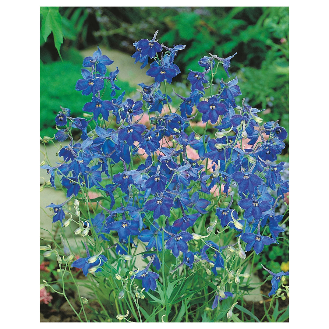 Delphinium belladonna Flower Seeds for Planting – Heirloom & Non-GMO Spikes of Blue Blooms for Cottage Gardens & Cu | Neera Seeds product photo [neera-v4-78840127e061572305a2]