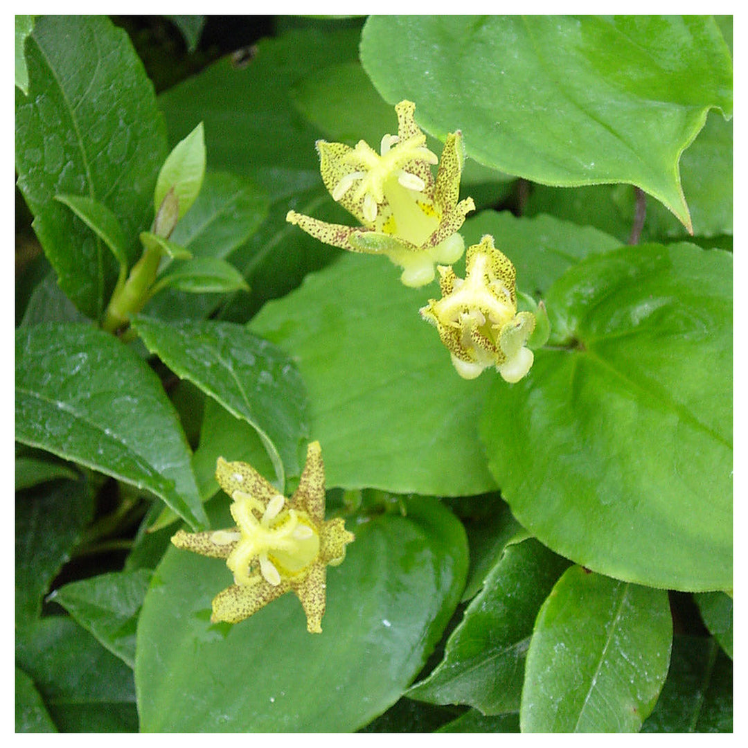 Heirloom Non-GMO Green Brown Tricyrtis Flower Seeds for Shade Garden Planting | Neera Seeds product photo [neera-v4-78863d9d7abb12fc1c39]