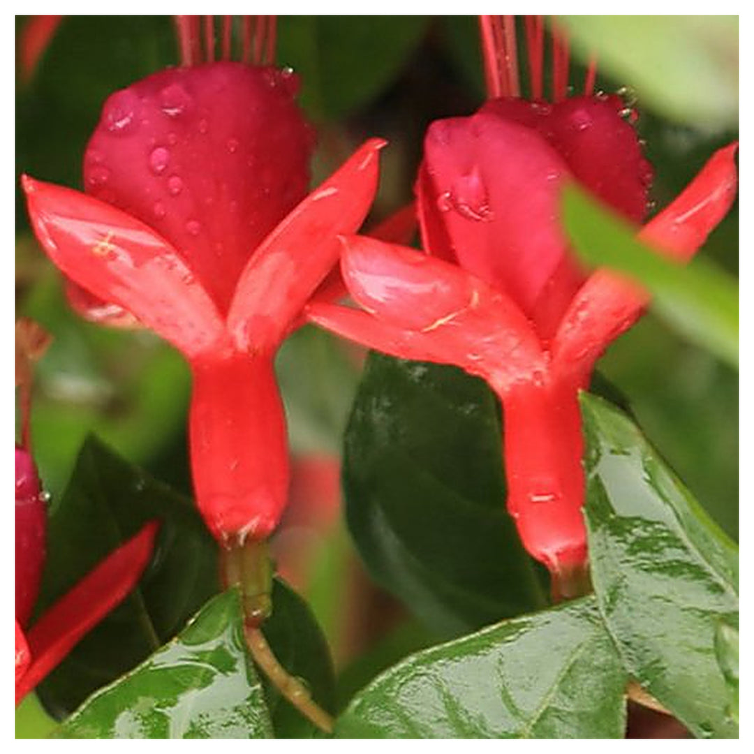 Pink & Violet Fuchsias Heirloom Non-GMO Seeds for Planting – High Germination Organic Garden Seeds for Vibrant Bloo | Neera Seeds product photo [neera-v4-78b302cf5c3c09416c80]