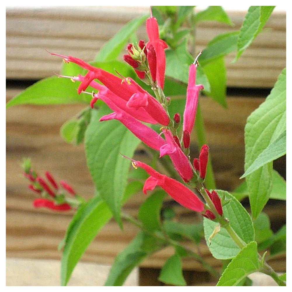 Pineapple Sage Flower Seeds for Planting - Heirloom and Non-GMO Seeds for Home Garden | Neera Seeds product photo [neera-v4-78bc3a42e1ab7e3b1306]