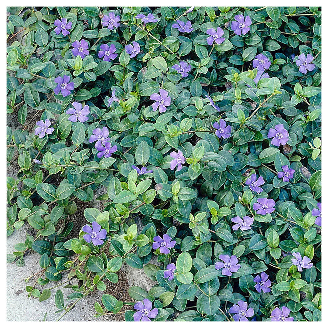 Violet Vinca Periwinkle Flower Seeds – Non-GMO, Heirloom, High Germination Seeds for Garden Planting | Neera Seeds product photo [neera-v4-78c22addda0e9ca5b310]
