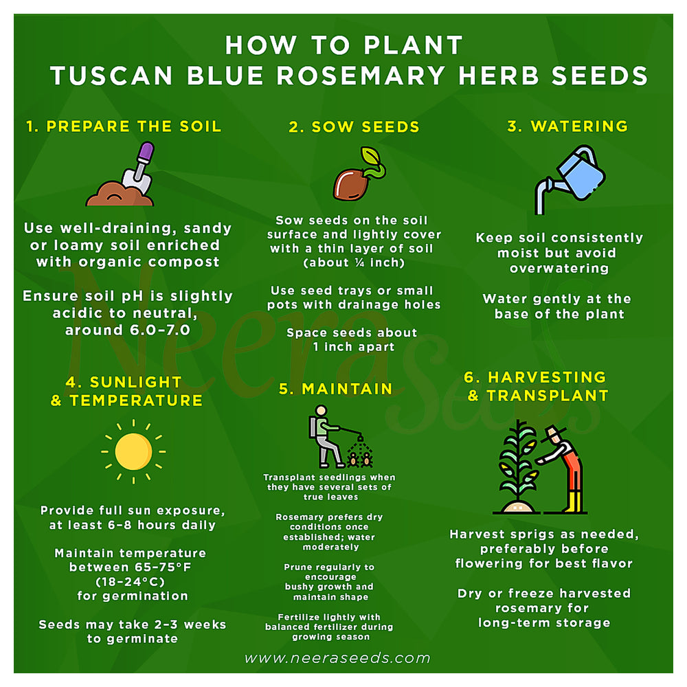 Tuscan Blue Rosemary Herb Seeds – Heirloom, Non-GMO, High Germination Organic Garden Seeds for Planting | Neera Seeds product photo [neera-v4-78c297c61c100ced2402]