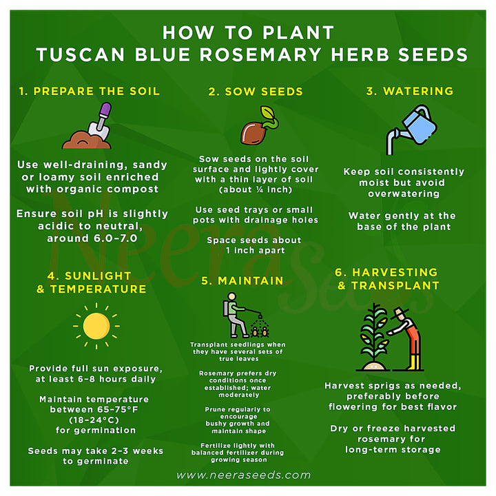 Tuscan Blue Rosemary Herb Seeds – Heirloom, Non-GMO, High Germination Organic Garden Seeds for Planting | Neera Seeds product photo [neera-v4-78c297c61c100ced2402]