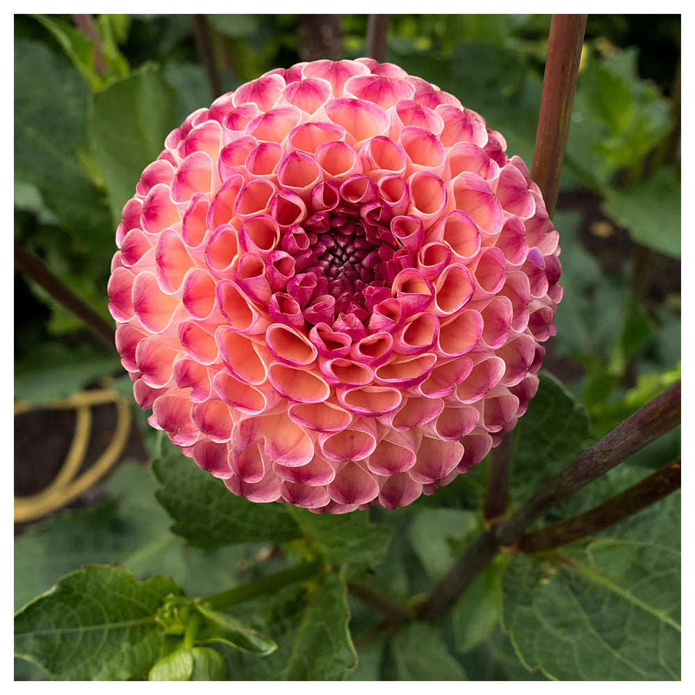 Heirloom Dahlia 'Burlesca' - Mini Ball Flower Seeds for Planting - Non-GMO Garden Seeds | Neera Seeds product photo [neera-v4-78c48857f5b00bfdcf22]