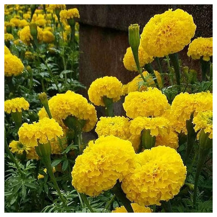Mexican Marigold Flower Seeds – Heirloom, Non-GMO, Vibrant Blooms for Garden Planting | Neera Seeds product photo [neera-v4-78d2cd3eb680d69a77a2]