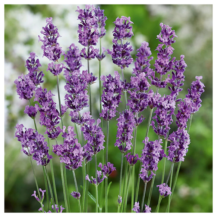 Lavender Munstead Flower Seeds for Planting – Heirloom, Non-GMO Organic Garden Seeds with High Germination | Neera Seeds product photo [neera-v4-78d76ff644f47cc5c480]