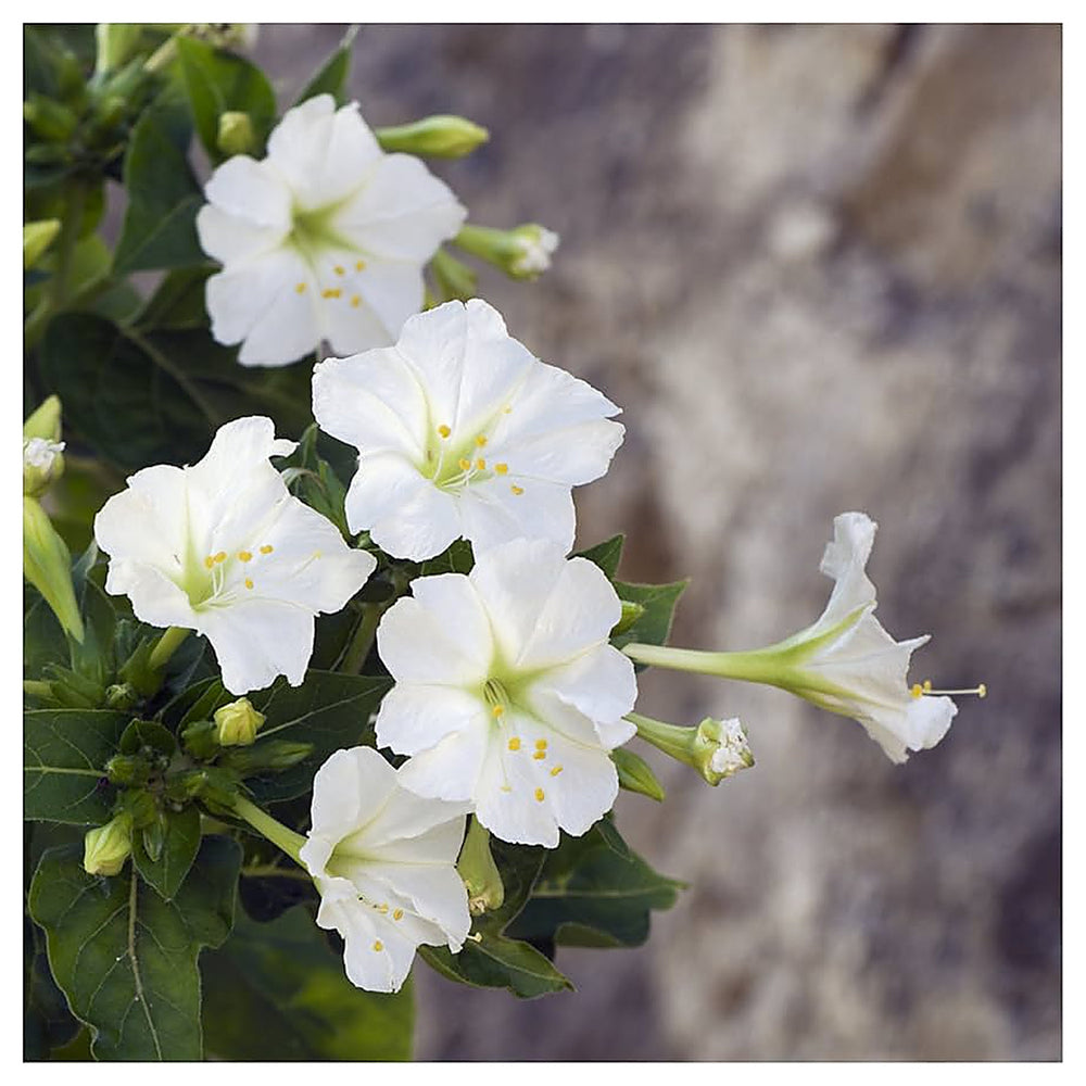 Heirloom Non-GMO White Four O'Clock Flower Seeds for Evening Bloom Gardens and Outdoor Planting | Neera Seeds product photo [neera-v4-78da0cc45a871df80cbb]