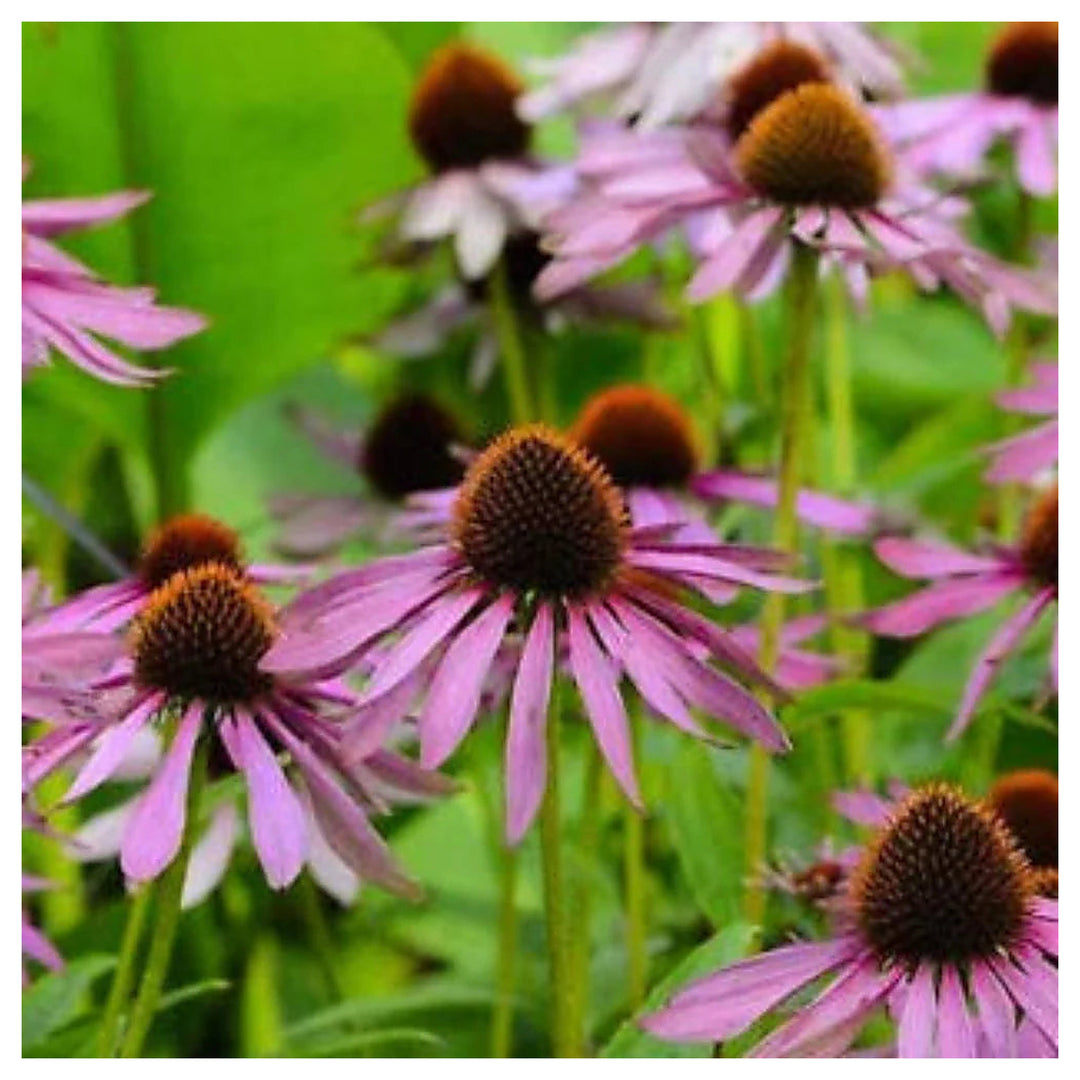 Purple Coneflower Echinacea Planting Beautiful Easy To Grow Heirloom Non Gmo Perennial | Neera Seeds product photo [neera-v4-78e28c9533a02cb3872a]