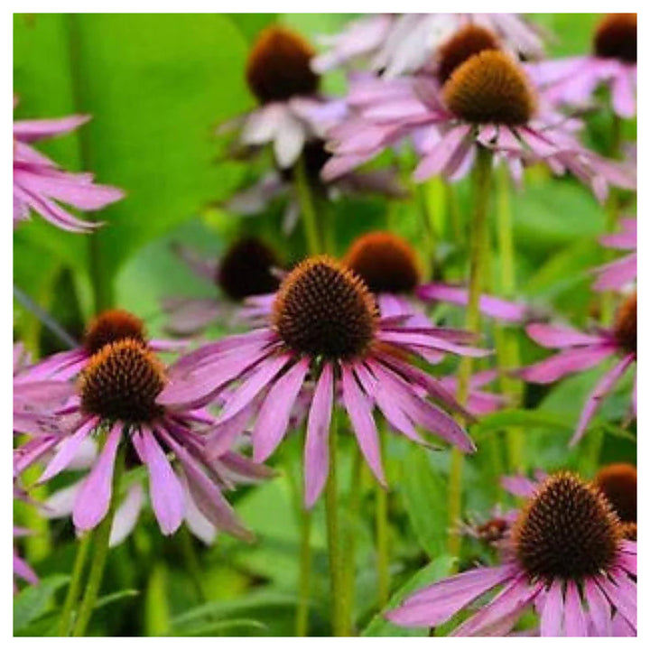 Purple Coneflower Echinacea Planting Beautiful Easy To Grow Heirloom Non Gmo Perennial | Neera Seeds product photo [neera-v4-78e28c9533a02cb3872a]