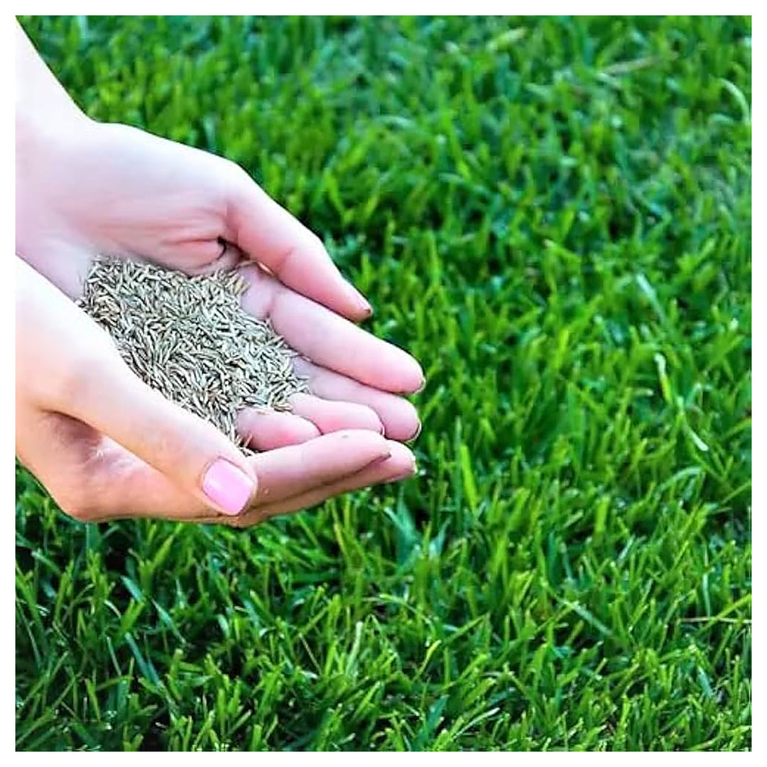 Grass Lawn For A Healthy Lush Lawn Flower Seeds for Home Garden Planting, Ornamental Organic | Neera Seeds product photo [neera-v4-78f20457ca2c901cc0eb]