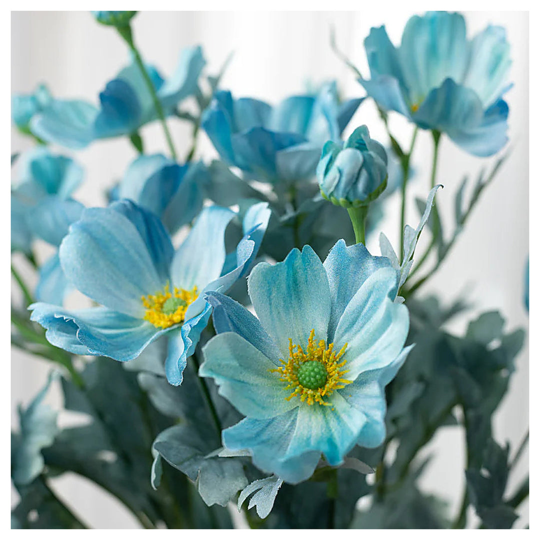 Teal Blue Cosmos Bush Flower Seeds for Planting – Non-GMO, Heirloom Garden Seeds | Neera Seeds product photo [neera-v4-79131549e151ed224b65]