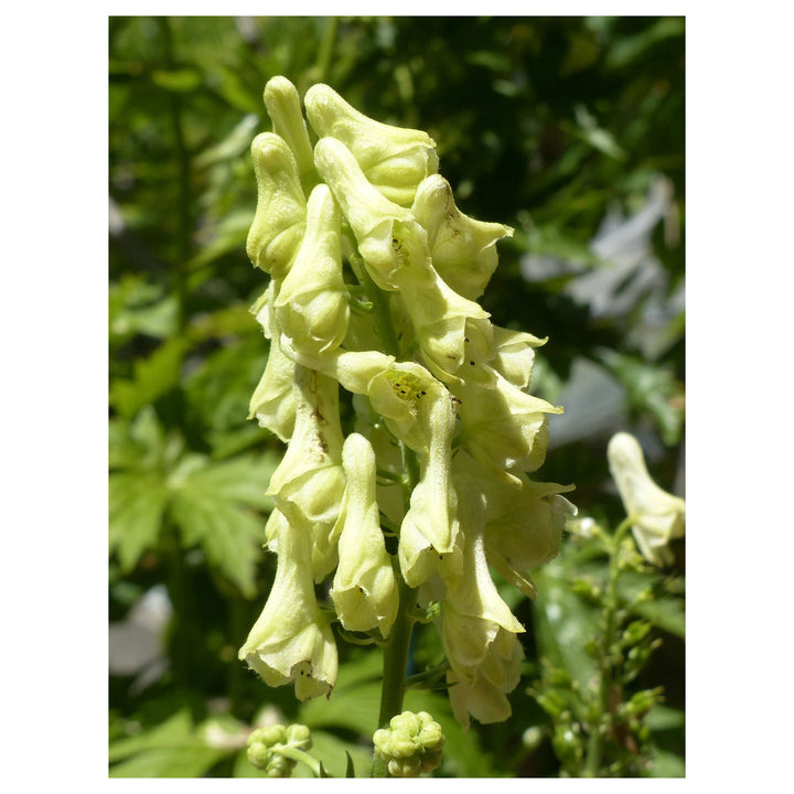 Heirloom Lycoctonum Flower Seeds, Non-GMO Tall Spiked Blooms for Cottage and Woodland Garden Planting | Neera Seeds product photo [neera-v4-791472f05fe5b234786a]