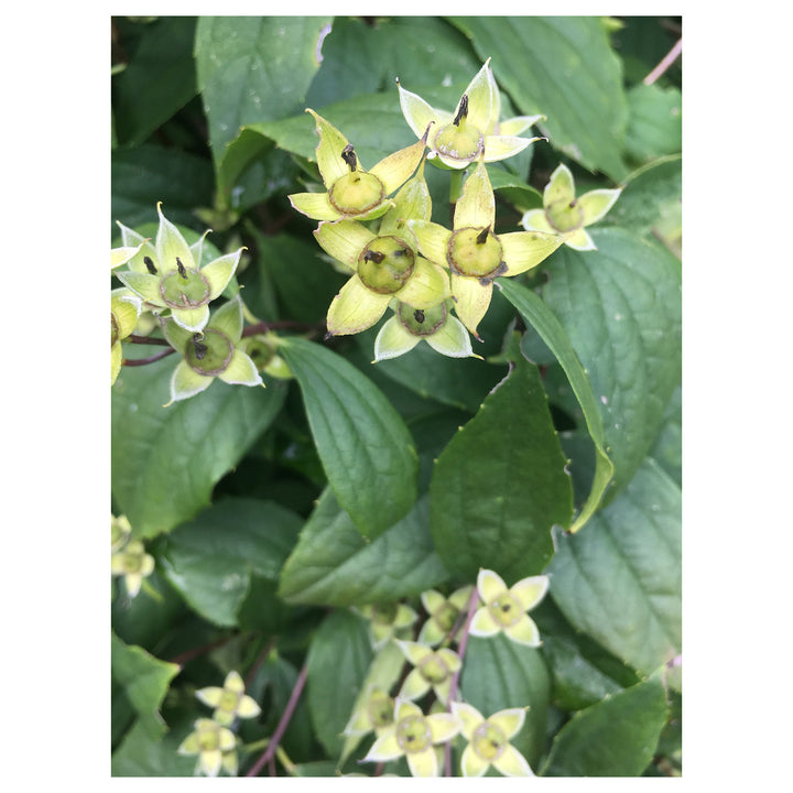 Philadelphus Coronarius Seeds for Planting – Heirloom, Non-GMO, High Germination Fragrant Garden Blooms | Neera Seeds product photo [neera-v4-79271a15ae6a9bc65f95]