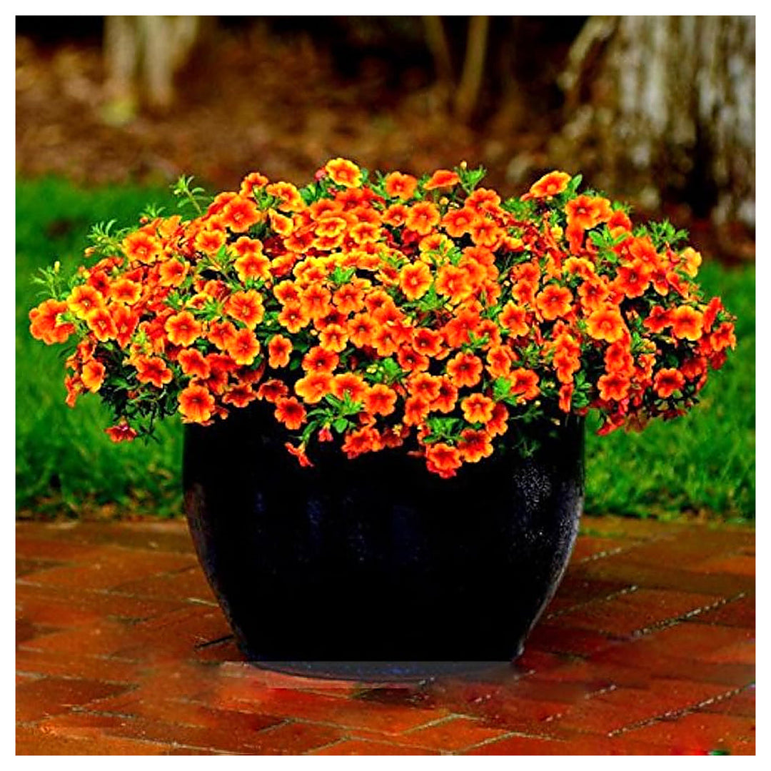 Calibrachoa Kabloom Crave Sunset Free Flowering Annual Petunias Flower Seeds for Home Garden Planting Heirloom Non- | Neera Seeds product photo [neera-v4-792c41f656b06d474cf6]