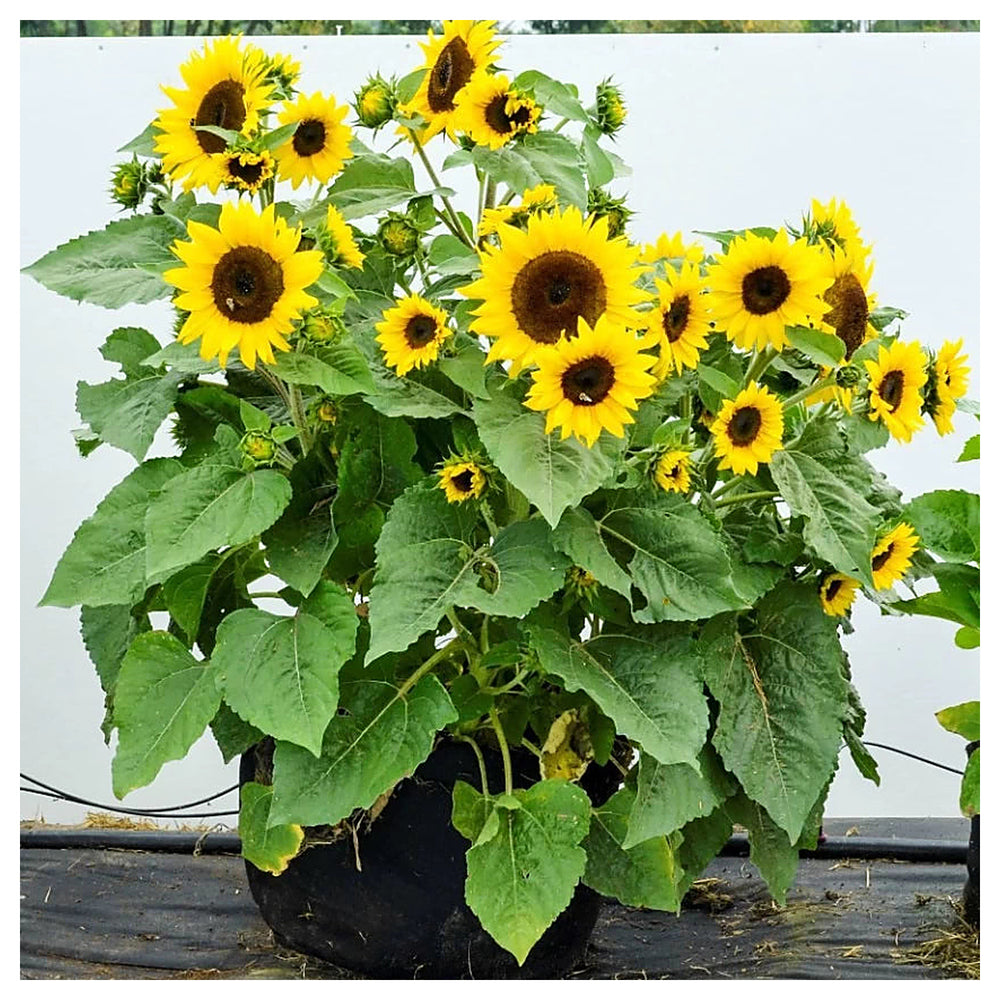 Fresh Yellow Mini Sunflower Seeds – Heirloom, Non-GMO, High Germination Organic Garden Seeds for Planting | Neera Seeds product photo [neera-v4-79657366d699fe1617ca]