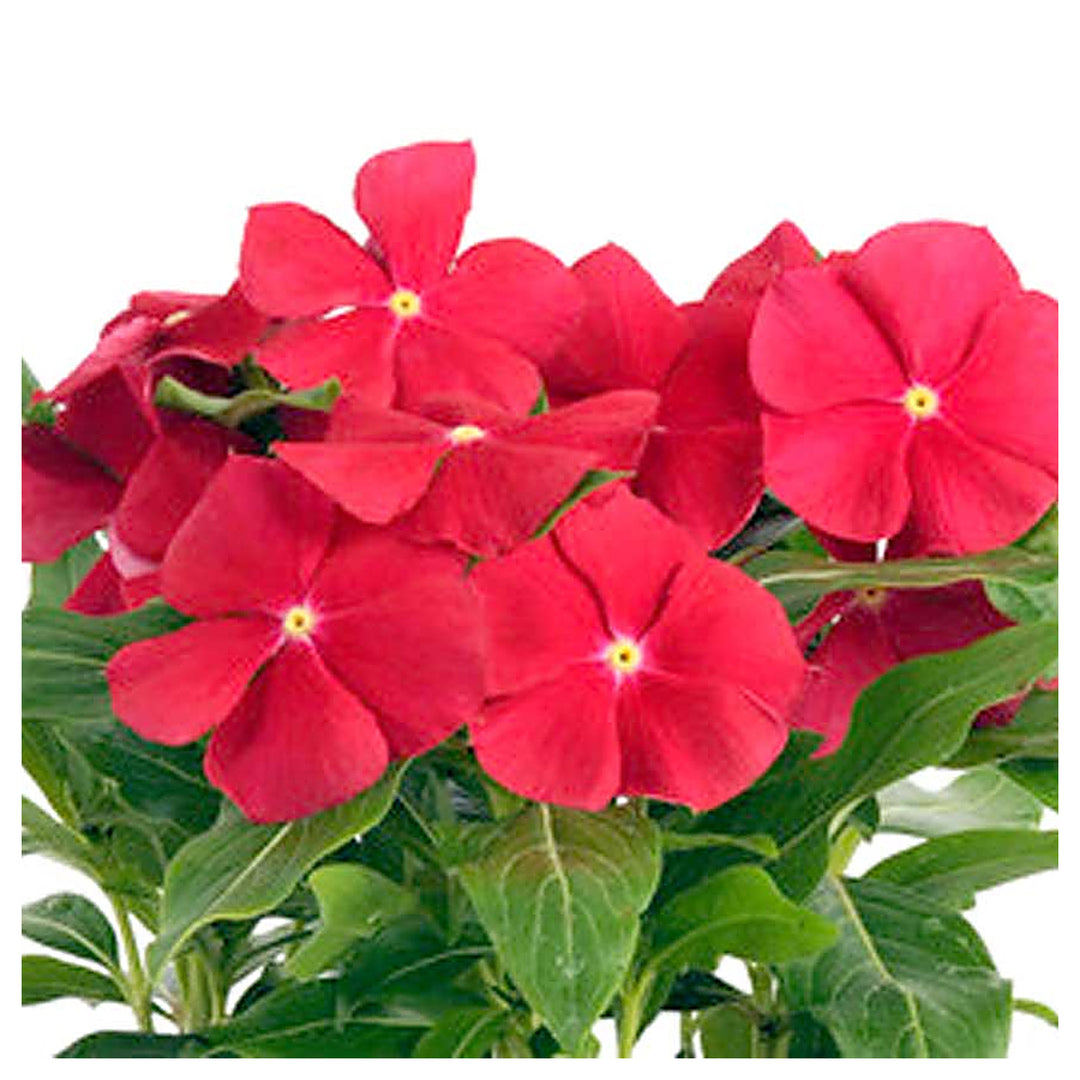 Red Vinca Rosea Flower Seeds for Garden Planting - Non-GMO, Heirloom Seeds for Easy Growth | Neera Seeds product photo [neera-v4-7977988c2484ea558761]
