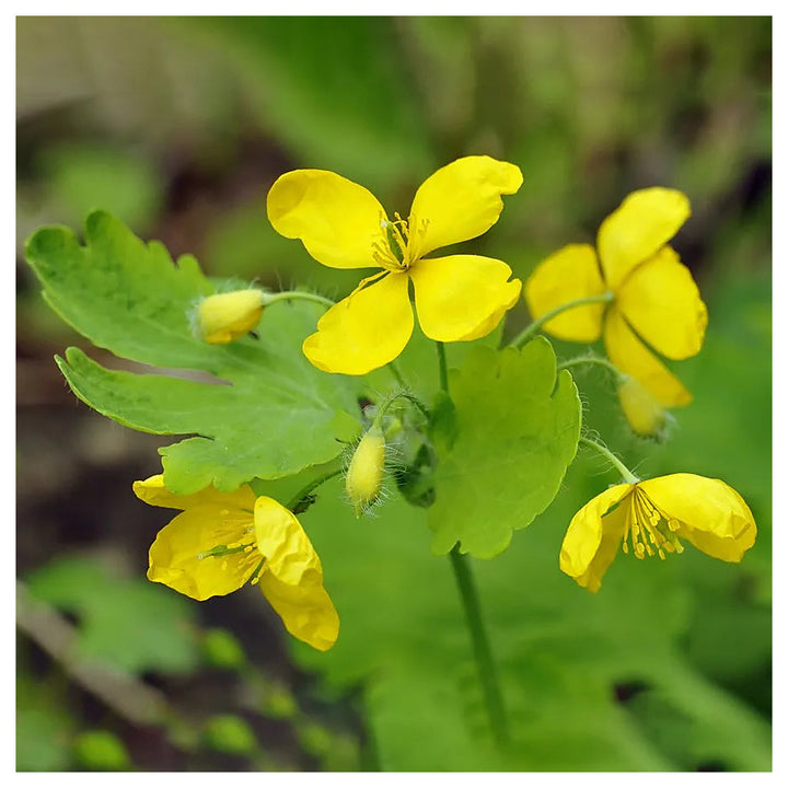 Heirloom Non-GMO Celidonia Flower Seeds for Wild Medicinal and Shade Garden Planting | Neera Seeds product photo [neera-v4-797be58634102e933a6c]