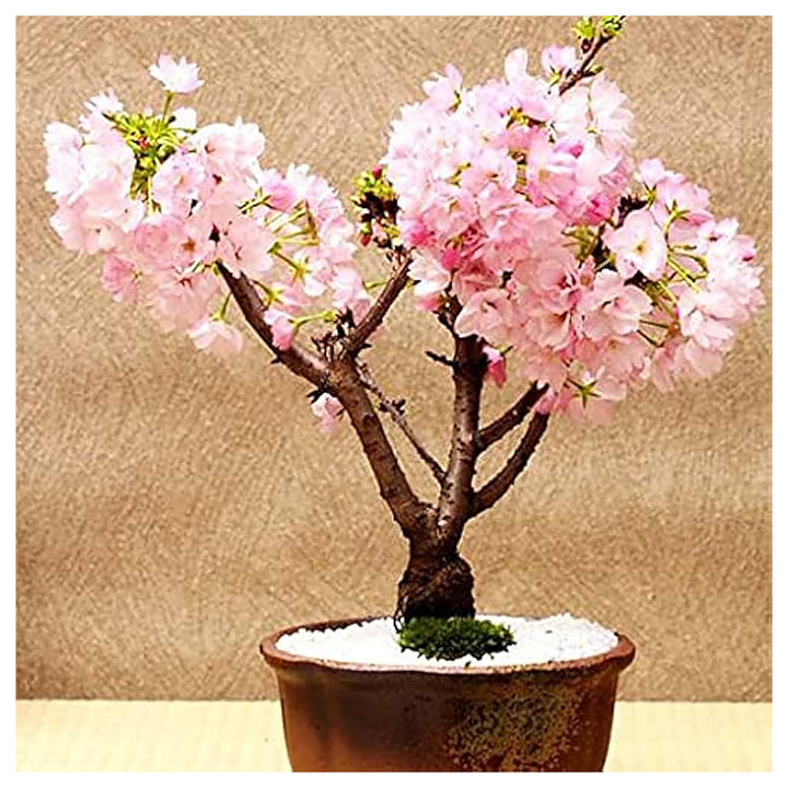 Sakura Cherry Blossom Bonsai Planting In Garden Flower Seeds Home Garden Planting, Exotic | Neera Seeds product photo [neera-v4-7985fe52172488a7e27a]