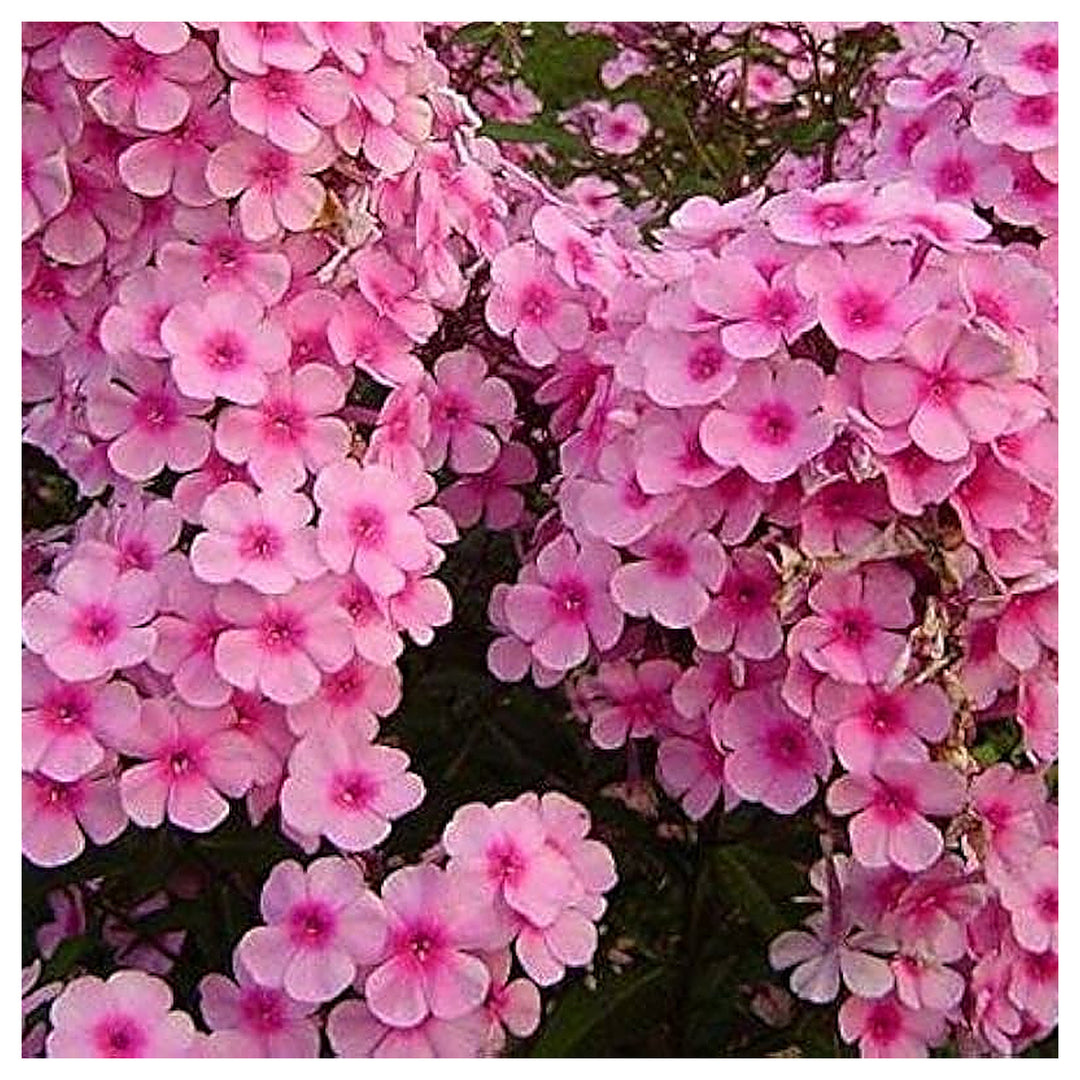 Brilliant Phlox Long Lasting Flowers Flower Seeds for Home Garden Planting, Lush Organic Blooming | Neera Seeds product photo [neera-v4-799184b9452a3bf42dc8]