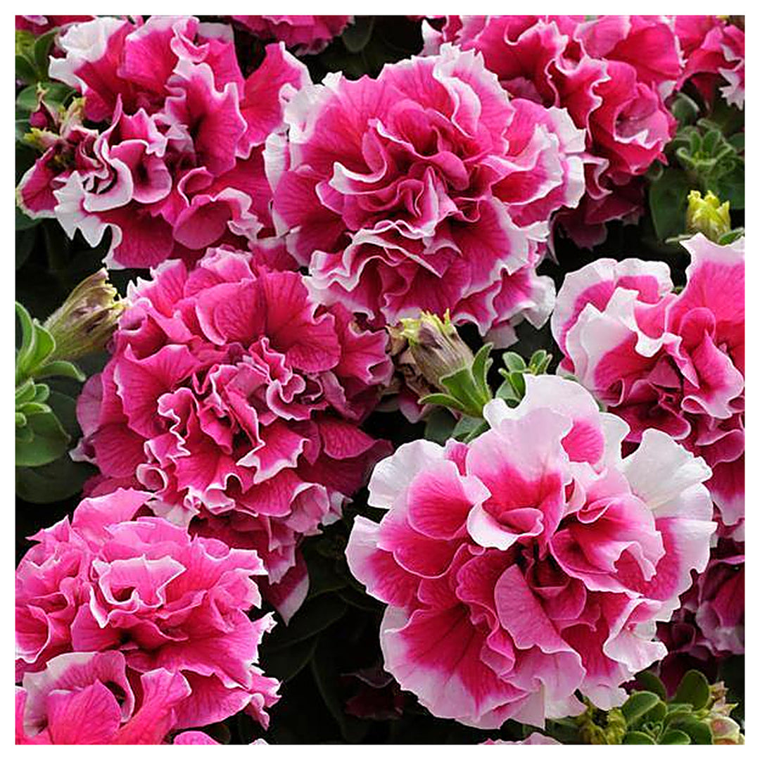 Petunia Double GF Pirouette Rose Flower Seeds for Planting - Heirloom, NON-GMO, Vibrant Blooms | Neera Seeds product photo [neera-v4-79925c4913110dd77c9e]