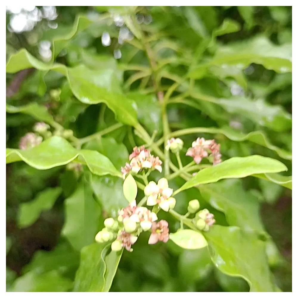 Santalum Album Plant Seeds – Heirloom Non-GMO Seeds for Aromatic Garden | Neera Seeds product photo [neera-v4-79976813f62cf5f16efb]