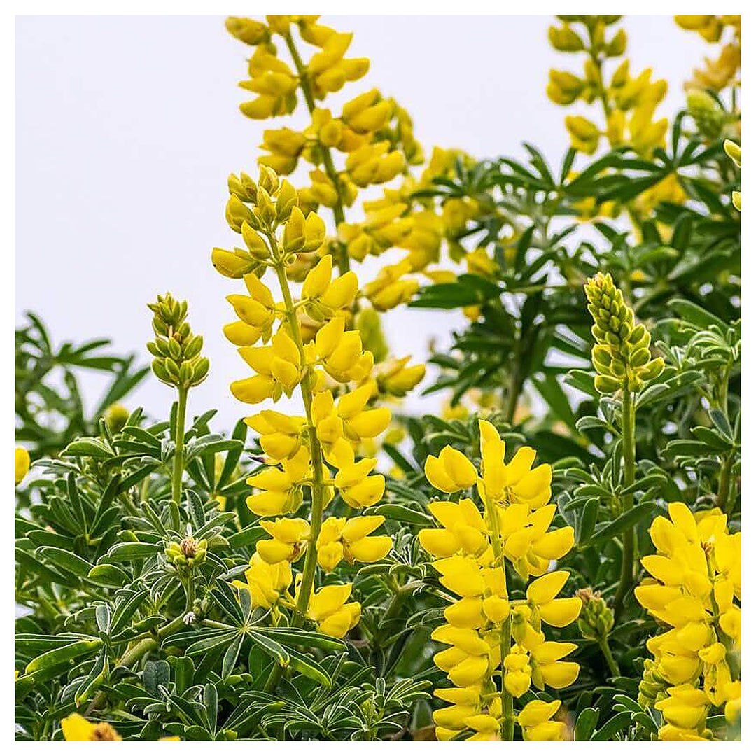 Yellow Lupine Flower Seeds for Planting – Heirloom, Non-GMO, High Germination Garden Seeds | Neera Seeds product photo [neera-v4-79aba3dd171d928d71ac]