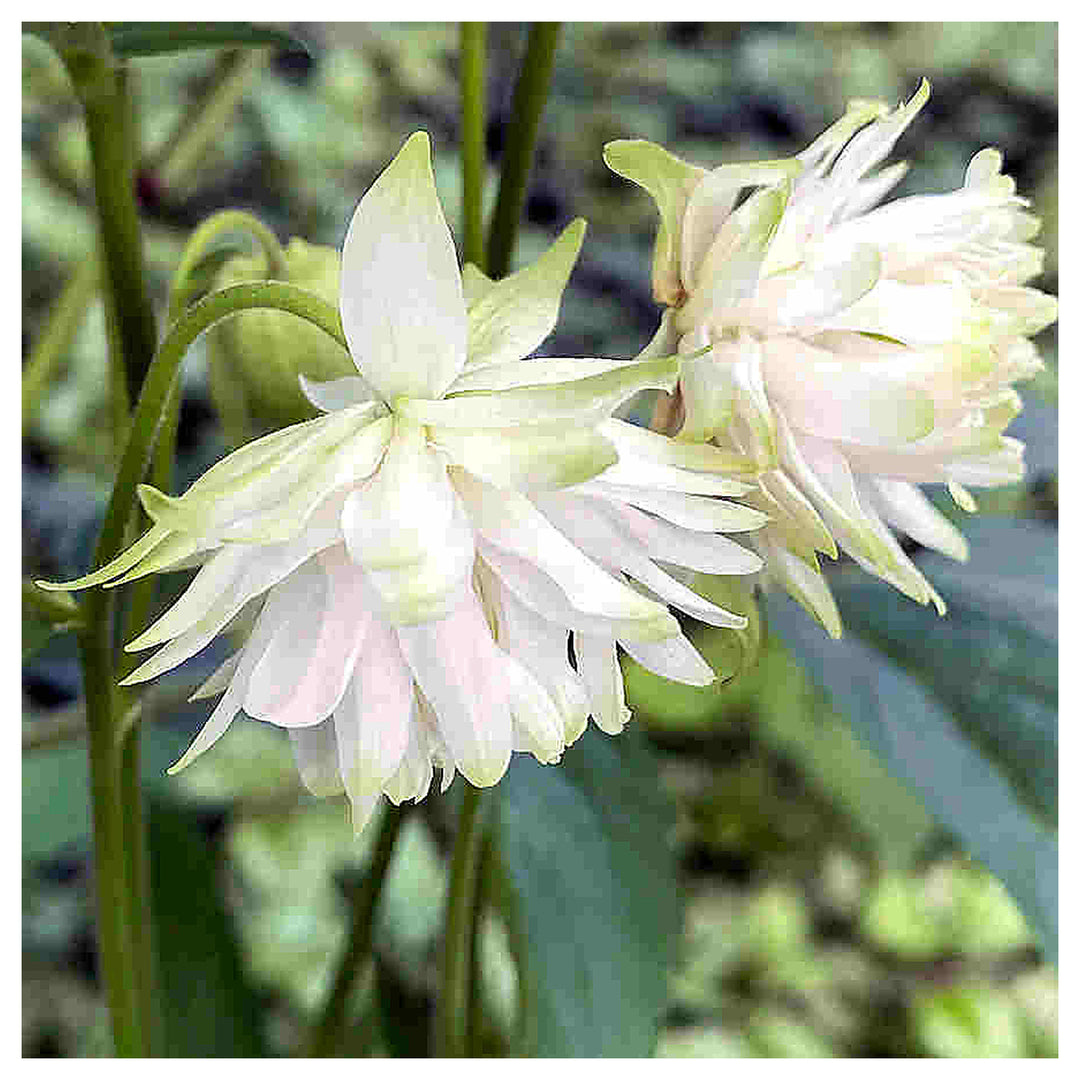 Heirloom Barlow Columbine Flower Seeds for Planting – Non-GMO, Organic Garden Seeds with High Germination | Neera Seeds product photo [neera-v4-79b0caad8aad06d62e0d]