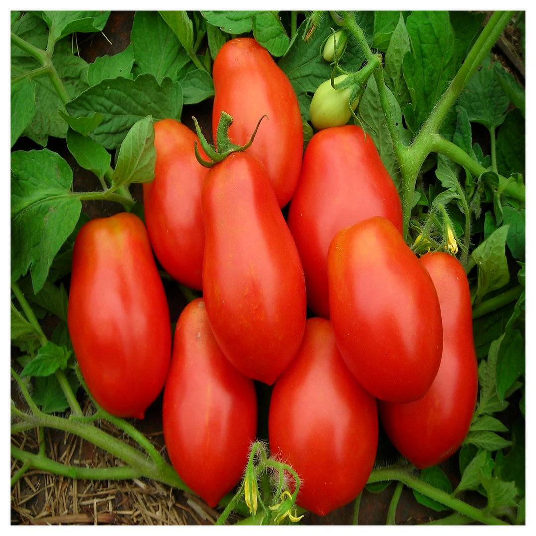 Roma VF Tomato Seeds for Planting – Heirloom, Non-GMO, Organic Garden Seeds, High Germination | Neera Seeds product photo [neera-v4-79c37a64c0095de9642f]