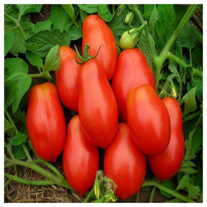 Roma VF Tomato Seeds for Planting – Heirloom, Non-GMO, Organic Garden Seeds, High Germination | Neera Seeds product photo [neera-v4-79c37a64c0095de9642f]