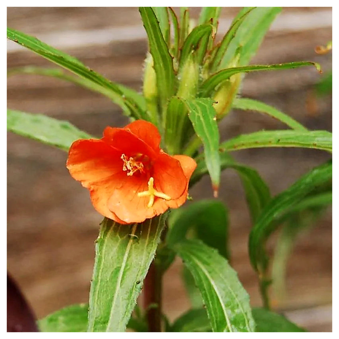 Orange Evening Primrose Seeds for Planting – Organic Heirloom Non-GMO Flower Seeds, High Germination Fragrant Bloom | Neera Seeds product photo [neera-v4-79c651af33c33d8af9cc]