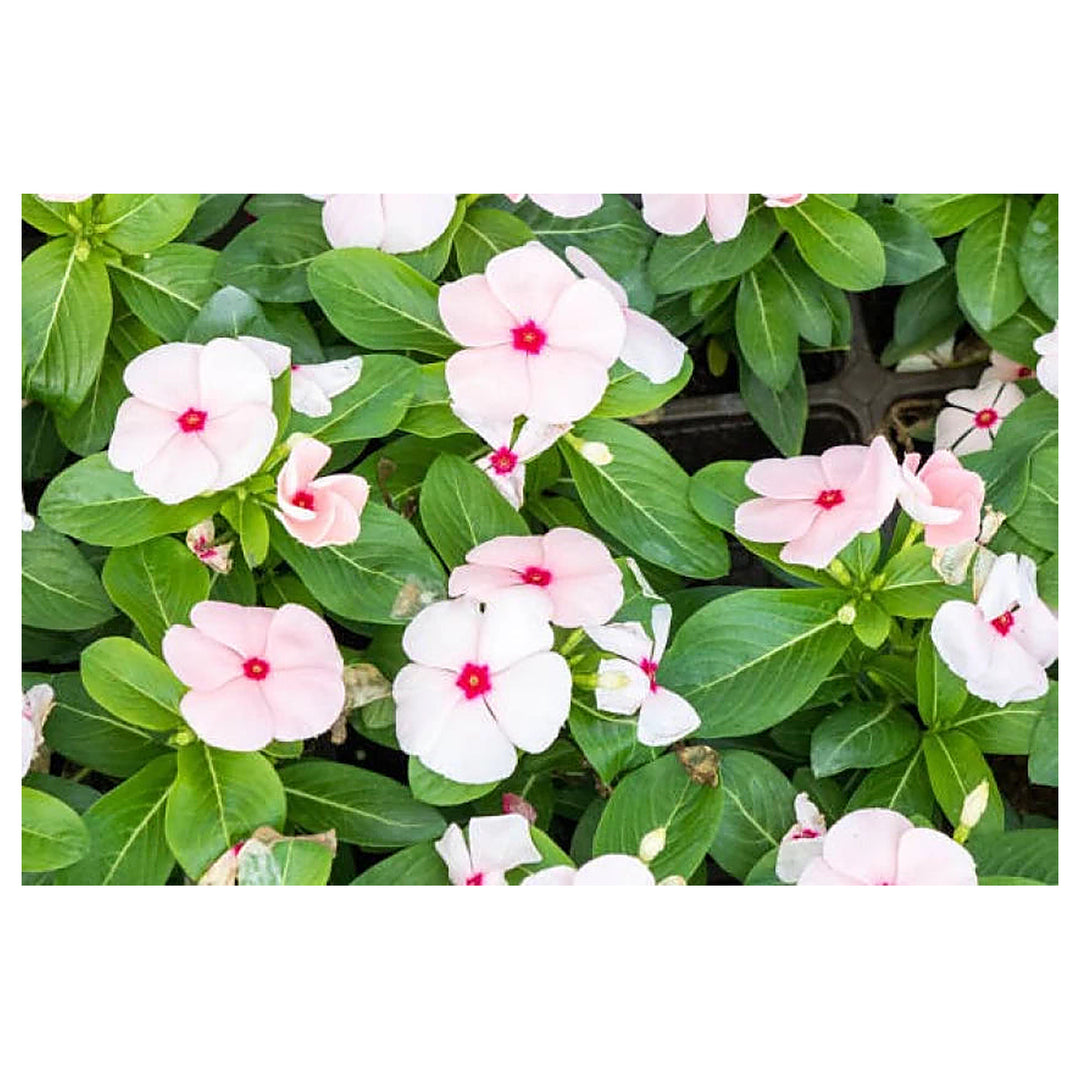 White Vinca Rosea Plant Seeds for Planting – Heirloom Non-GMO Organic Garden Seeds, High Germination | Neera Seeds product photo [neera-v4-79e0bd276e4b5834cf31]