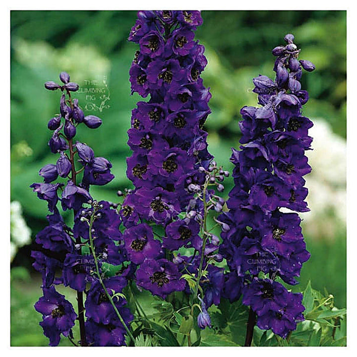 Heirloom Delphinium &