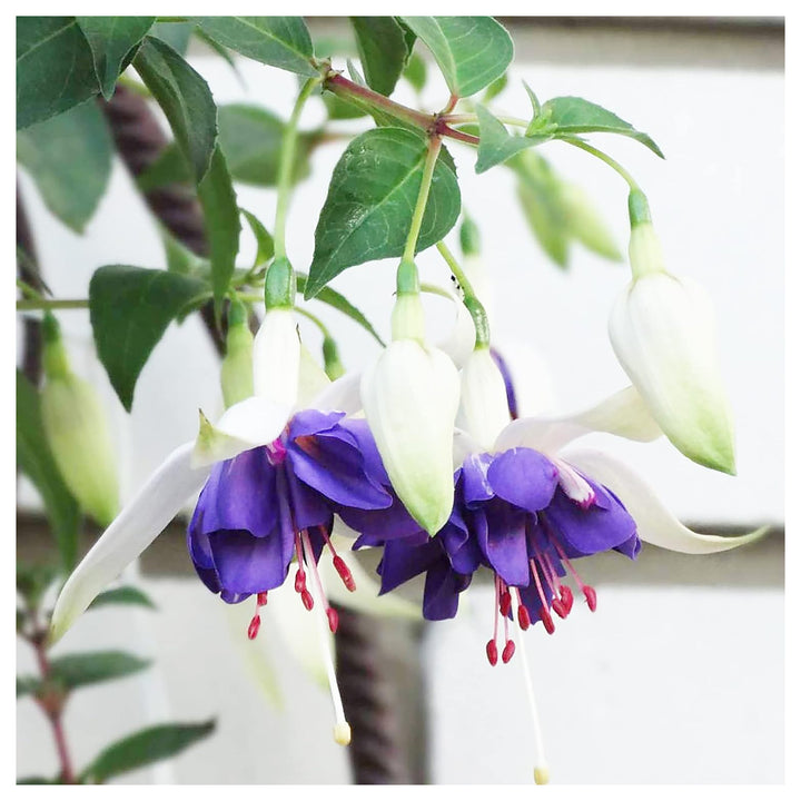 Heirloom Blue White Fuchsia Flower Seeds for Planting - Non-GMO, High Germination Organic Rare Blooming Garden Seed | Neera Seeds product photo [neera-v4-7a0659fbc94bd4b6b39f]