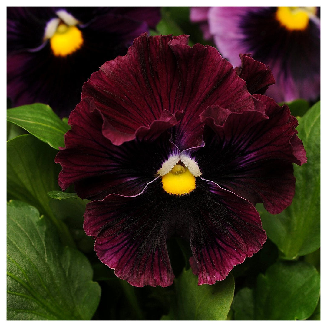 Organic Burgundy Pansy Flower Seeds for Planting – Heirloom, Non-GMO Garden Seeds | Neera Seeds product photo [neera-v4-7a0989e2682b1cdeb51a]