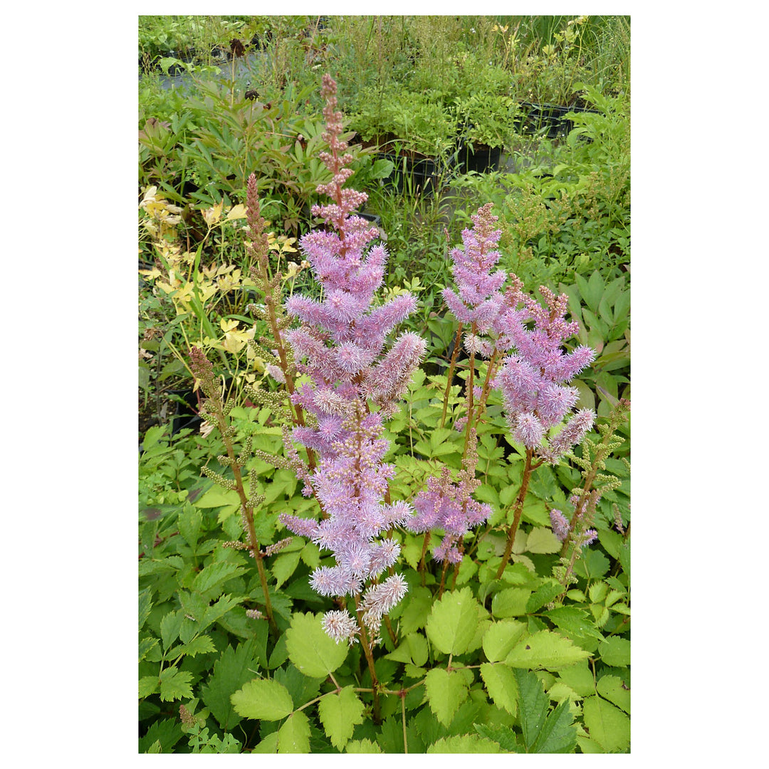 Heirloom Non-GMO Astilbe Pumila Flower Seeds for Planting – Shade-Loving Perennial Blooms | High Germination | Neera Seeds product photo [neera-v4-7a1450460cf4e913bcb6]