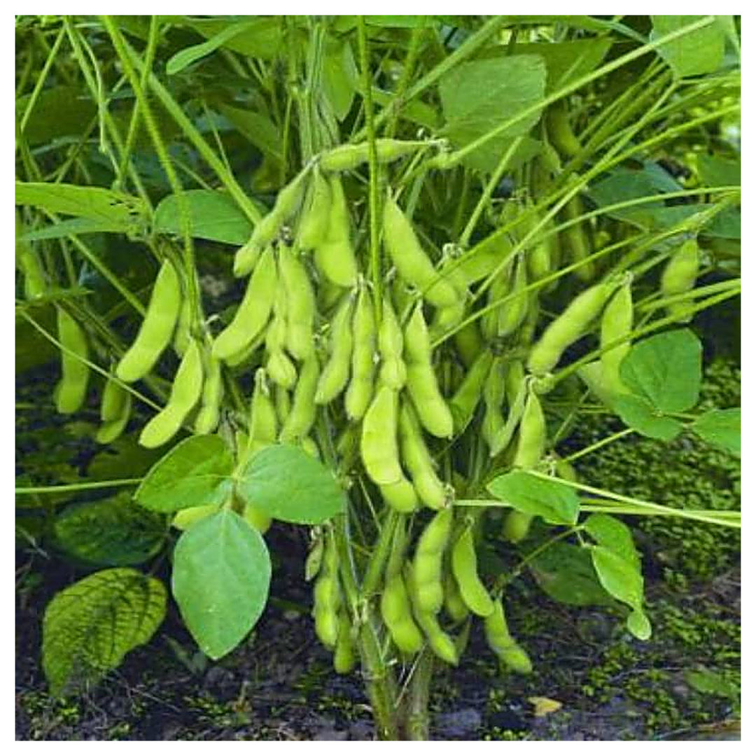 Green Soya Bean Vegetable Seeds for Planting - Heirloom, Non-GMO, Organic Garden Seeds, High Germination | Neera Seeds product photo [neera-v4-7a16e20fdc98f24fdd61]